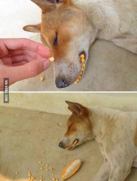 개가 잠든사이 | 인스티즈