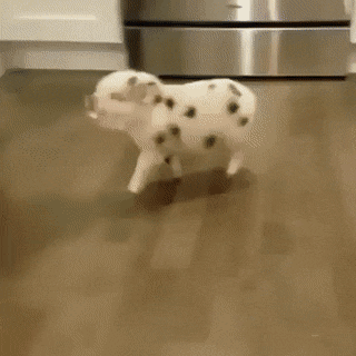 점박이 돼지ㅋㅋㅋ.gif | 인스티즈