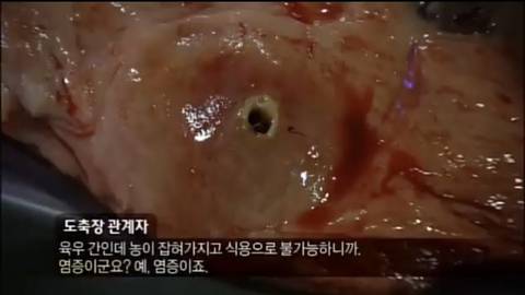 마블링 잘 된 소의 내장 상태 | 인스티즈