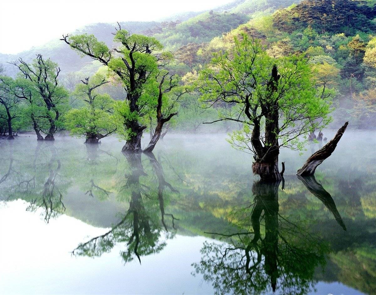 구슬픈 서사 뚝딱인 우리나라 예쁜 나무 풍경.JPG | 인스티즈