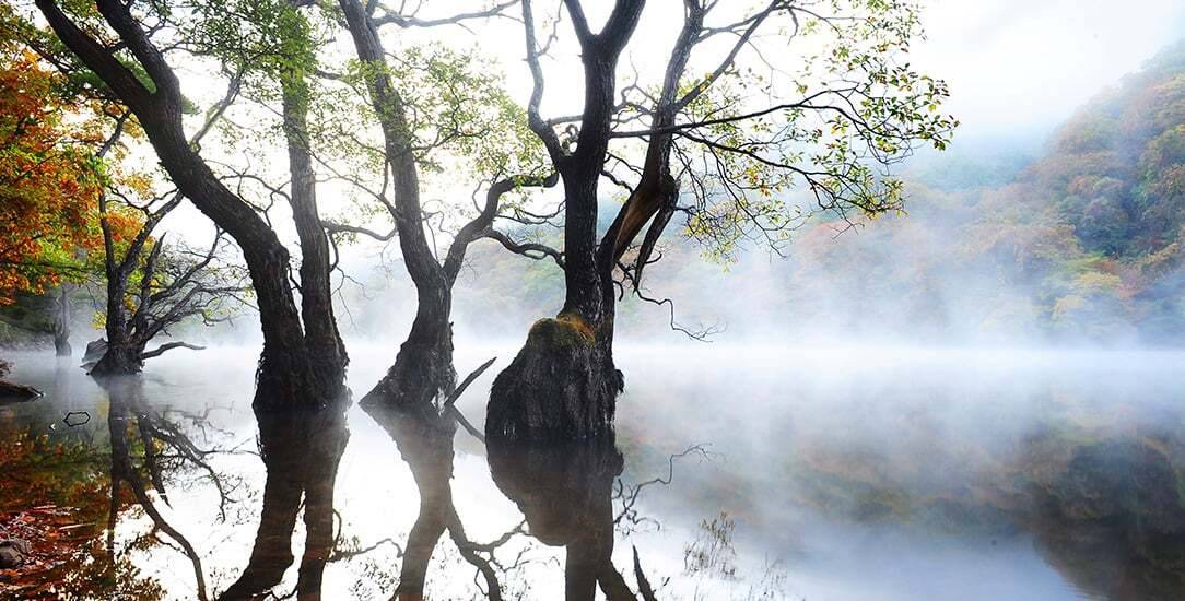 구슬픈 서사 뚝딱인 우리나라 예쁜 나무 풍경.JPG | 인스티즈
