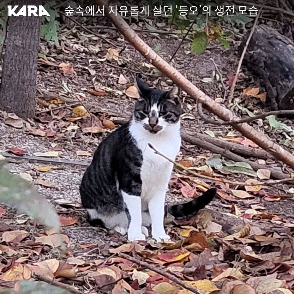 북서울꿈의숲 고양이 연쇄 살해 사건 부검 결과 독극물 검출(목격자 제보 받는중) | 인스티즈