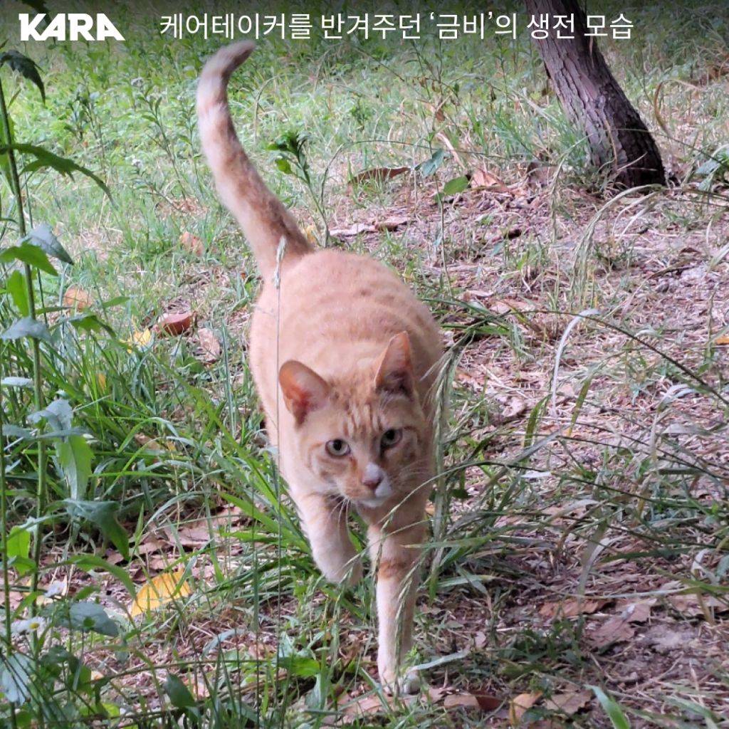 북서울꿈의숲 고양이 연쇄 살해 사건 부검 결과 독극물 검출(목격자 제보 받는중) | 인스티즈