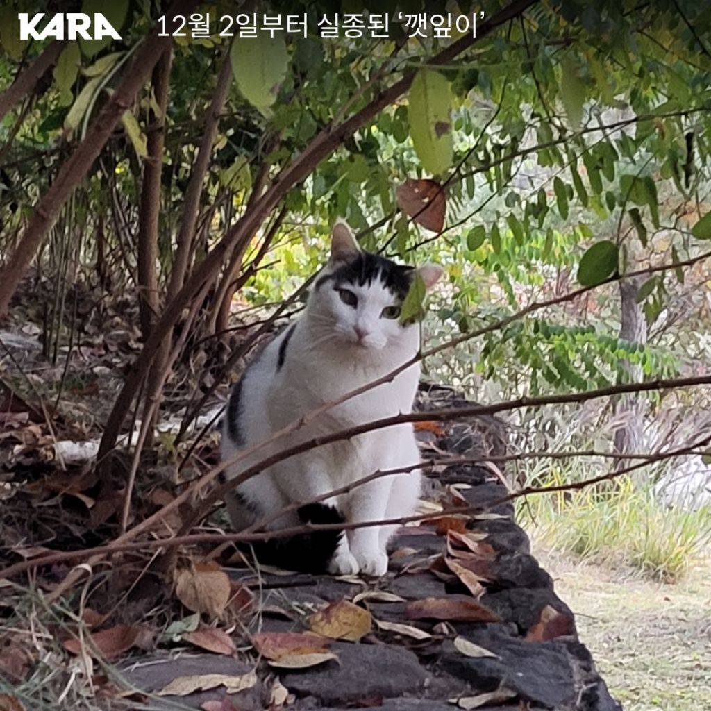 북서울꿈의숲 고양이 연쇄 살해 사건 부검 결과 독극물 검출(목격자 제보 받는중) | 인스티즈