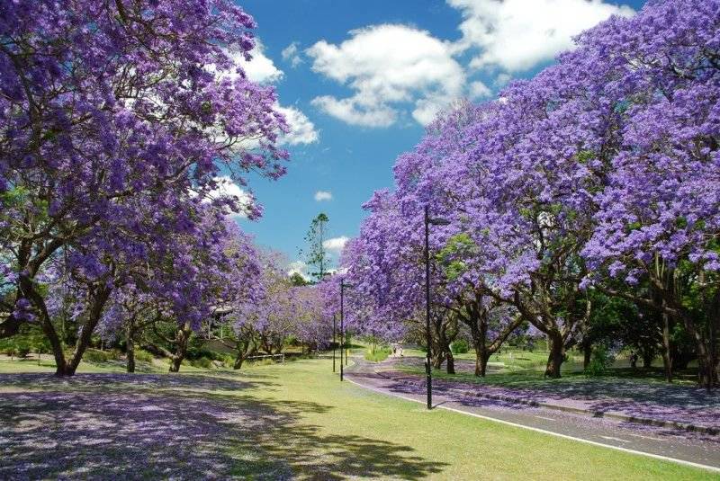 호주의 보라색 벚꽃으로 불리는 자카란다 | 인스티즈