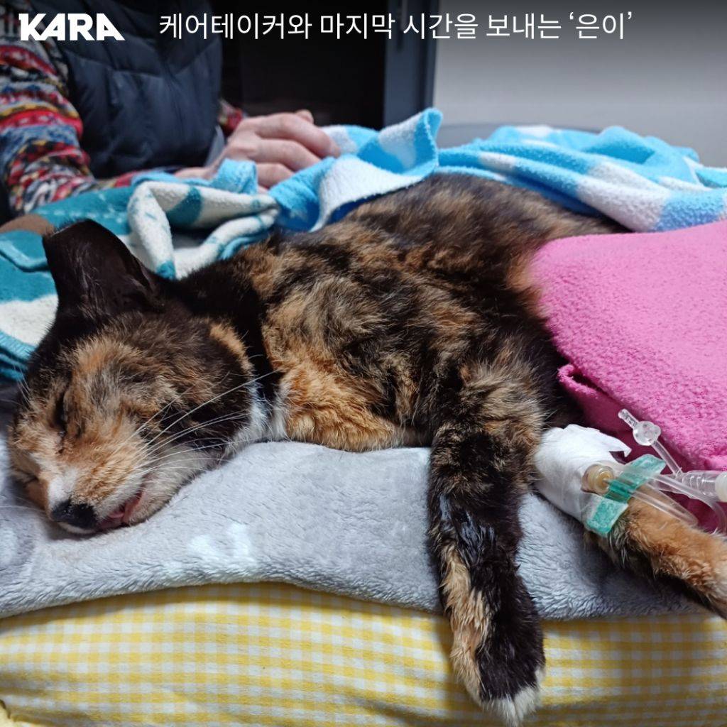 북서울꿈의숲 고양이 연쇄 살해 사건 부검 결과 독극물 검출(목격자 제보 받는중) | 인스티즈