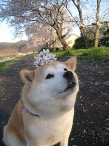 강아지 키우는 사람들 공감 | 인스티즈