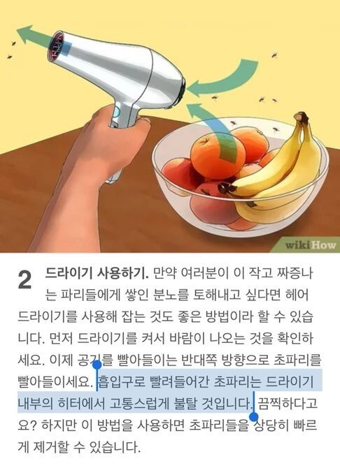초파리 죽이는 방법 | 인스티즈