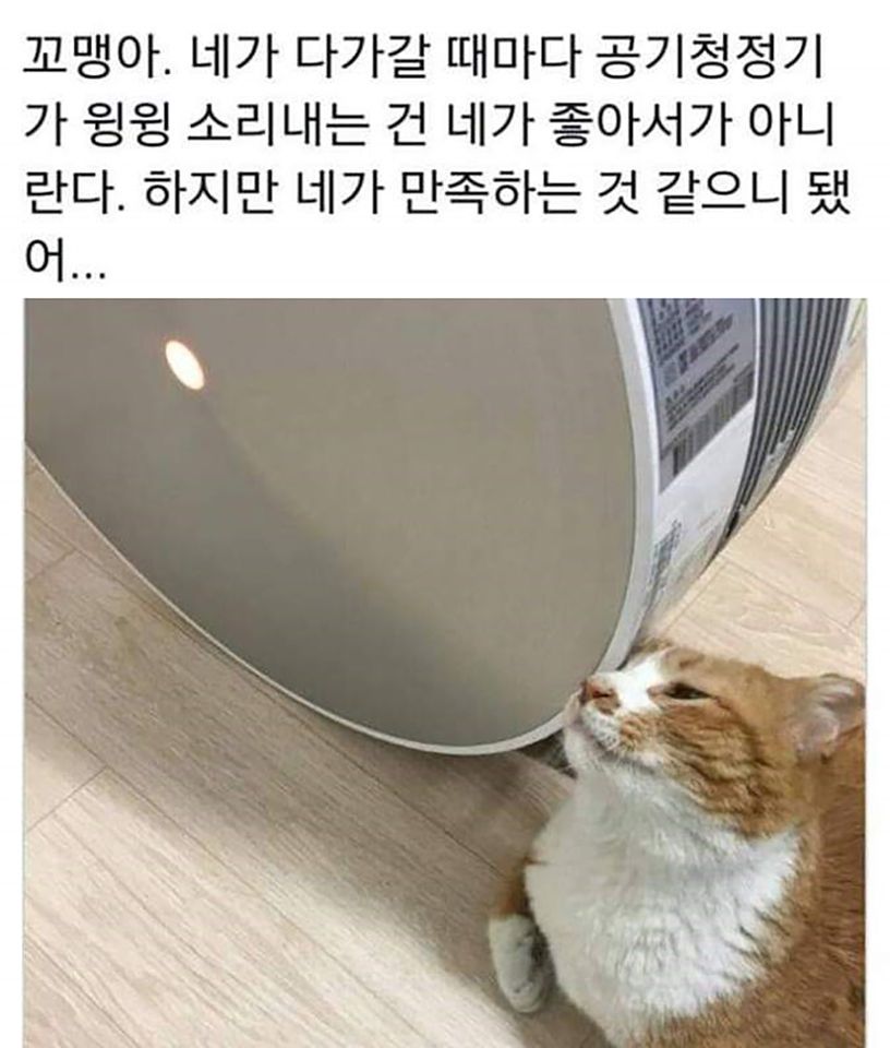 공기청정기에 만족하는 고양이 | 인스티즈