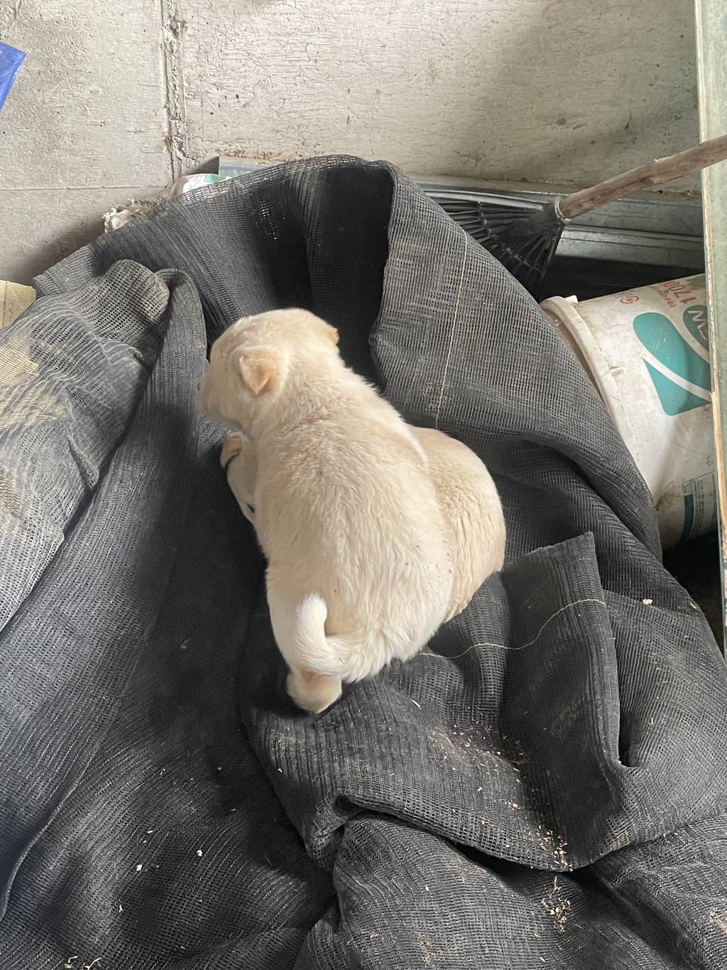 [입양홍보] 혹시 저를 입양해주실 분 없나요? | 인스티즈