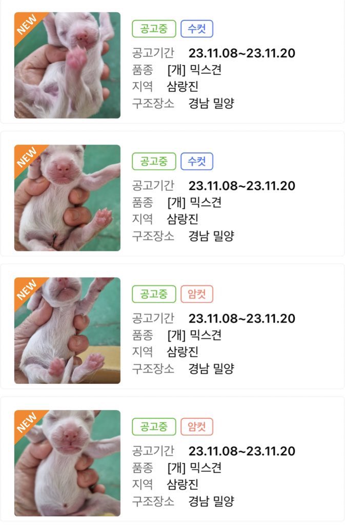 🐶입양홍보🐶 뭐? 순하고 밥잘먹는데 사람좋아하고 예쁘기까지한 강쥐들이 있다고? | 인스티즈