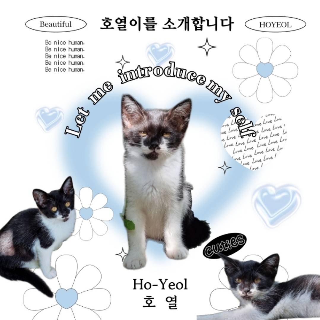 [입양홍보] 🌙✨️낭만을 아는 고양이가 있다?! 낭만고양이 호열이의 평생 가족을 찾습니다🌙✨️ | 인스티즈