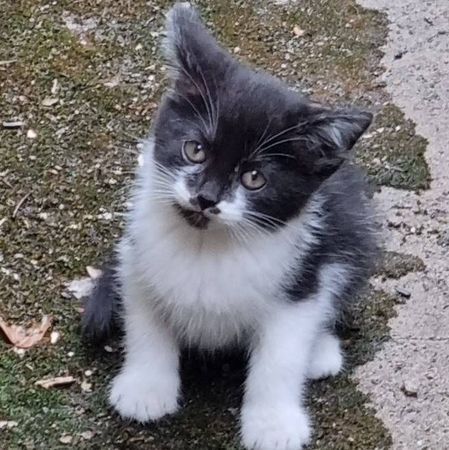 [입양홍보] 🌙✨️낭만을 아는 고양이가 있다?! 낭만고양이 호열이의 평생 가족을 찾습니다🌙✨️ | 인스티즈