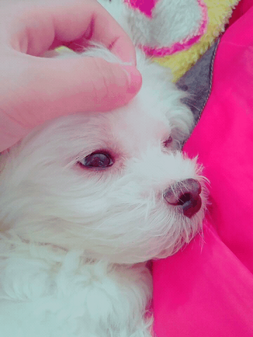 견주들 사할 때 | 인스티즈