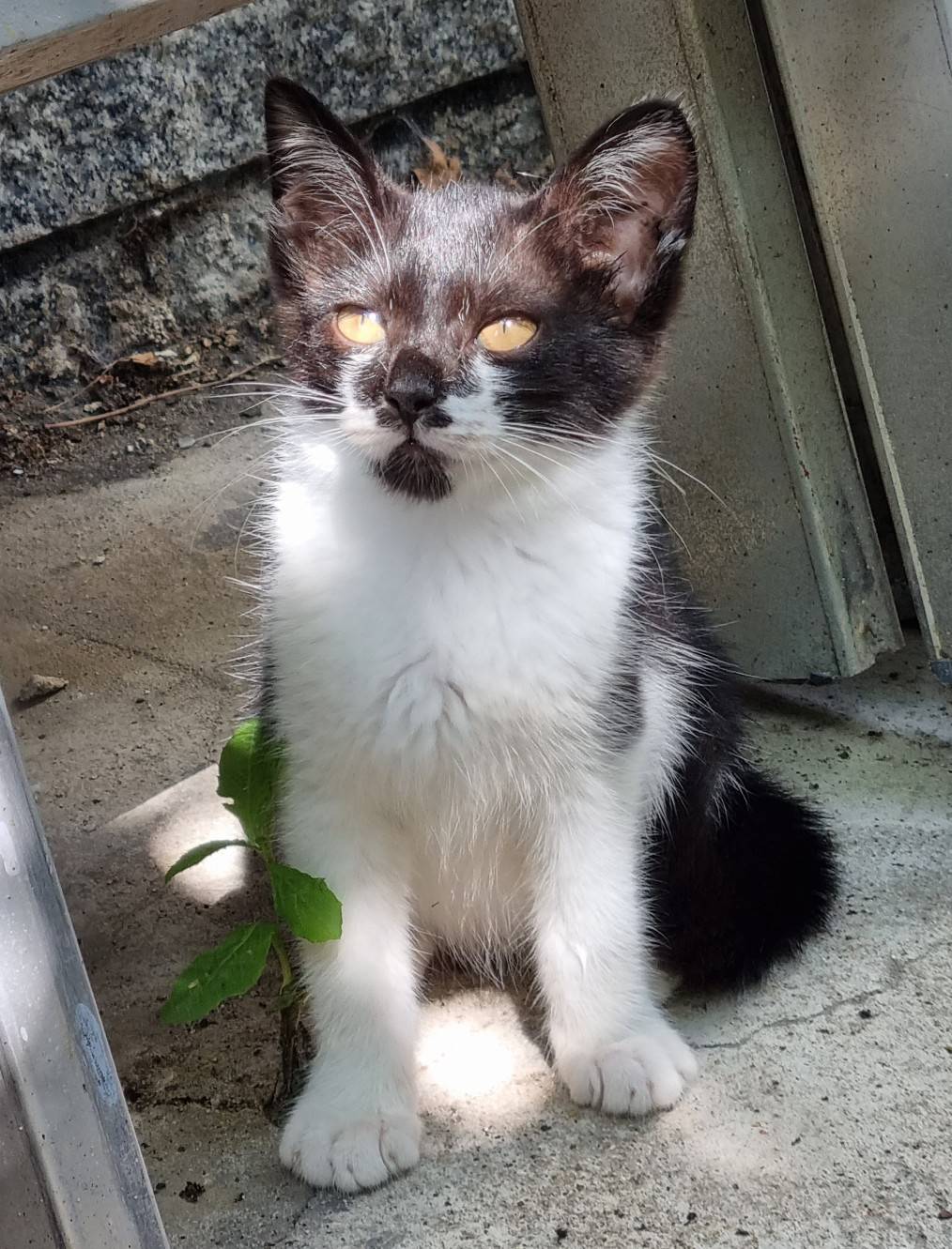 [입양홍보] 🌙✨️낭만을 아는 고양이가 있다?! 낭만고양이 호열이의 평생 가족을 찾습니다🌙✨️ | 인스티즈