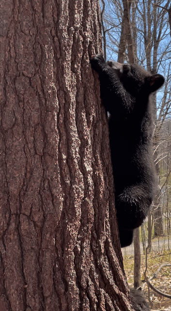나무에서 내려오는 훈련중인 아기곰들 | 인스티즈