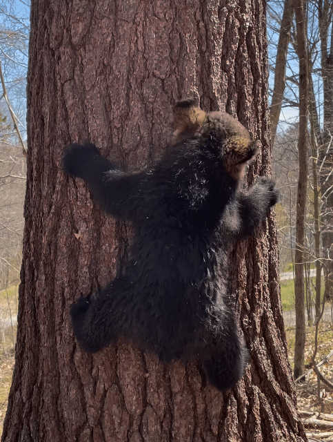나무에서 내려오는 훈련중인 아기곰들 | 인스티즈