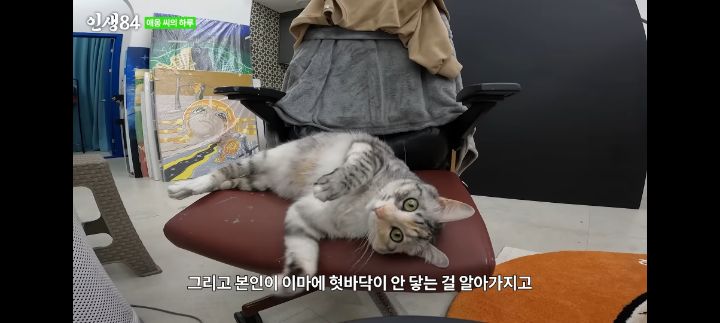 기안84네 사무실에서 기르는 고양이 '애옹이'의 하루 | 인스티즈