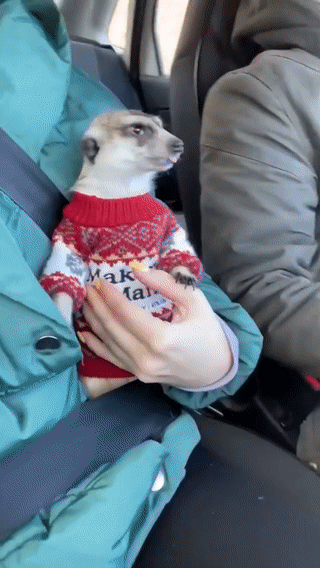 스웨터 입은 미어캣 너무 귀여워서 미치겠네ㅠㅠ | 인스티즈