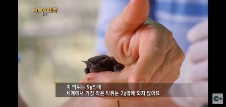nokbeon.net-사실은 순하고 부끄러움을 많이 타는 박쥐들-15번 이미지