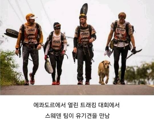 버려진 골든 댕댕이 | 인스티즈