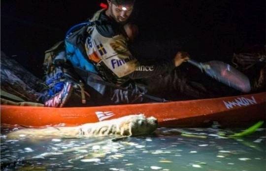 버려진 골든 댕댕이 | 인스티즈