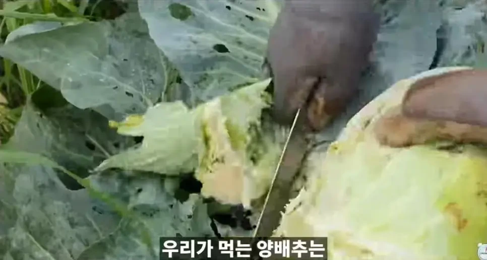 양배추 한장씩 열심히 세척할 필요 없는 이유 | 인스티즈