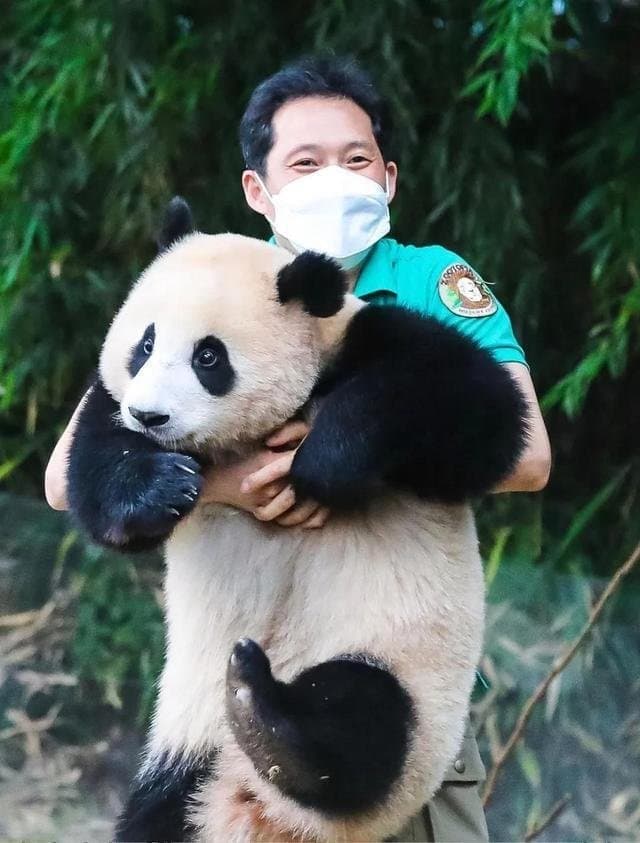 너무 슬픈 오늘자 판다와쏭..ㅠㅠ | 인스티즈