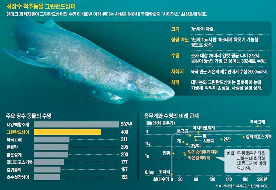 기대수명 400살과 기대수명 8주인 동물 | 인스티즈