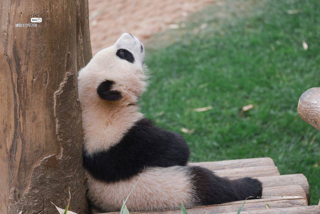 사색에 잠긴 후이바오🐼..아 판생이란..jpg | 인스티즈