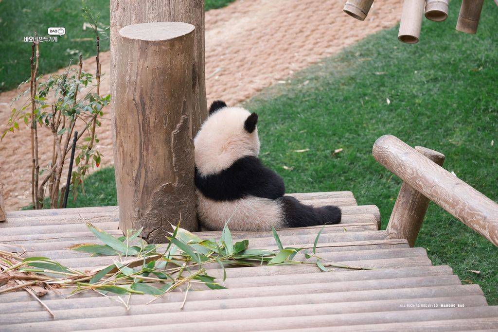 사색에 잠긴 후이바오🐼..아 판생이란..jpg | 인스티즈