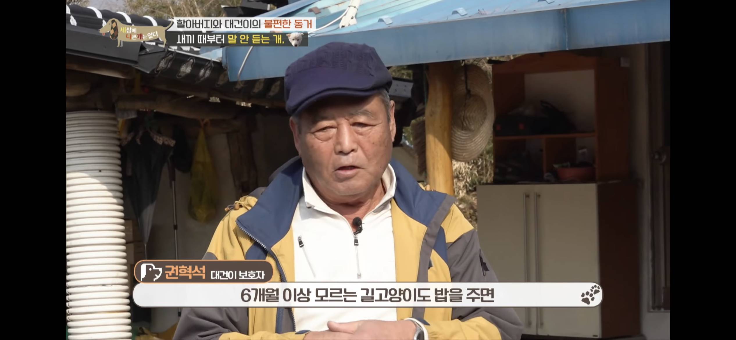 [세나개] 주인 할아버지를 무서워하는 들개 출신 대건이 | 인스티즈