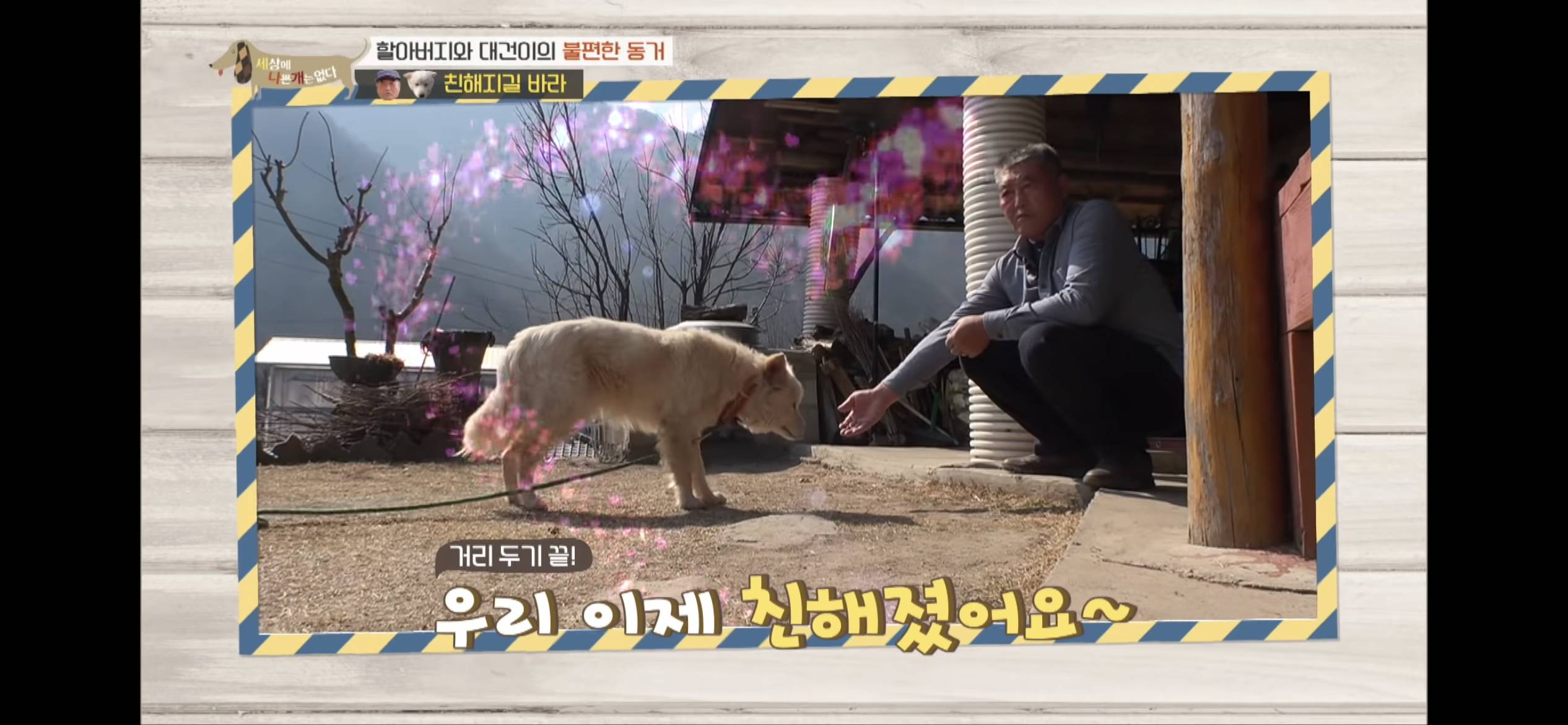 [세나개] 주인 할아버지를 무서워하는 들개 출신 대건이 | 인스티즈