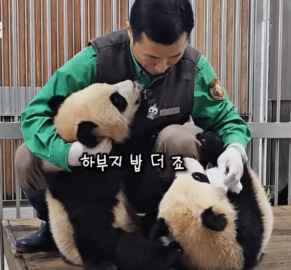 송바오 멱살잡는 후이바오 그리고 오늘자 강바오 뺨때리는 루이바오ㅠ | 인스티즈