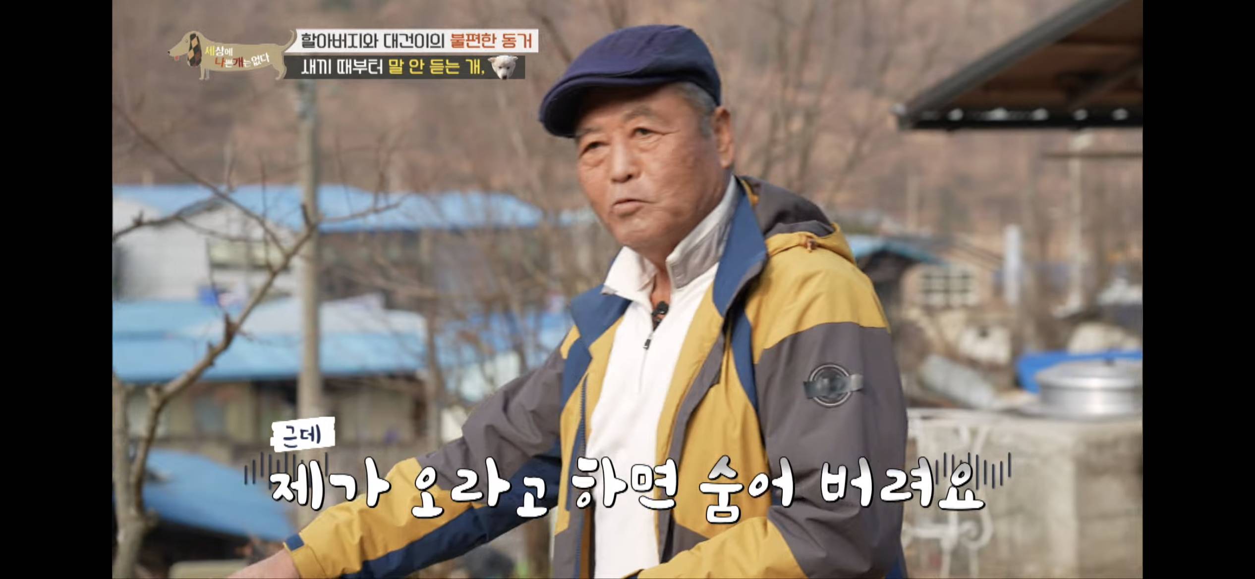 [세나개] 주인 할아버지를 무서워하는 들개 출신 대건이 | 인스티즈