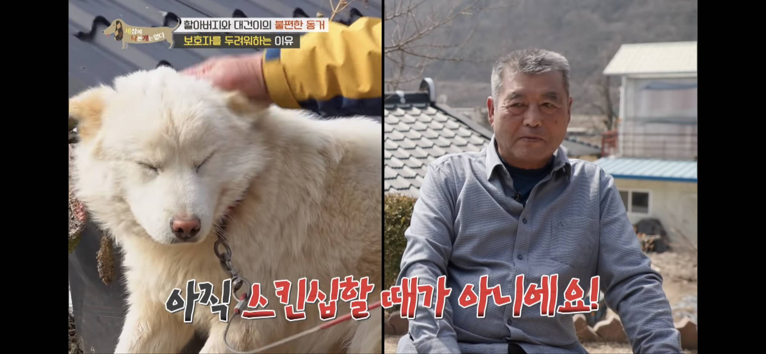 [세나개] 주인 할아버지를 무서워하는 들개 출신 대건이 | 인스티즈