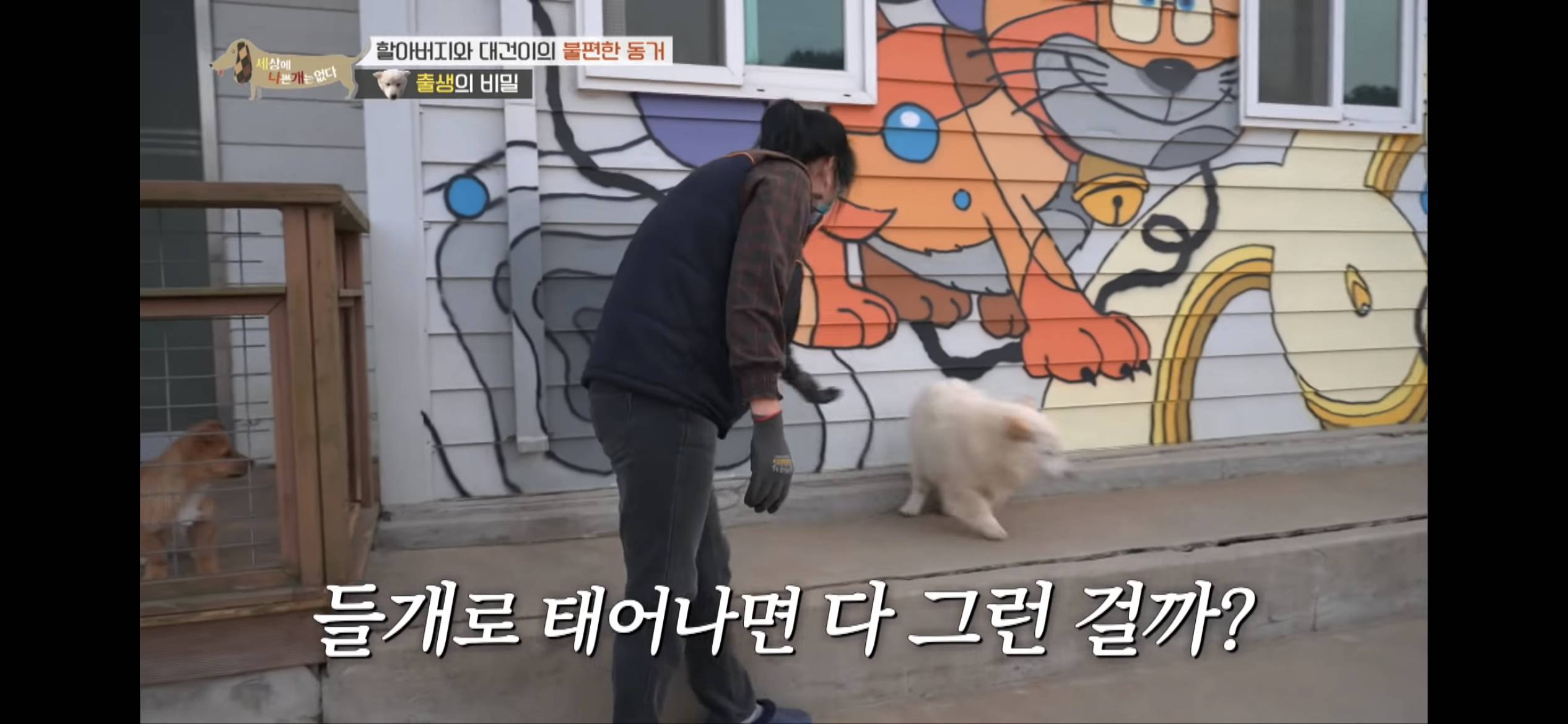 [세나개] 주인 할아버지를 무서워하는 들개 출신 대건이 | 인스티즈
