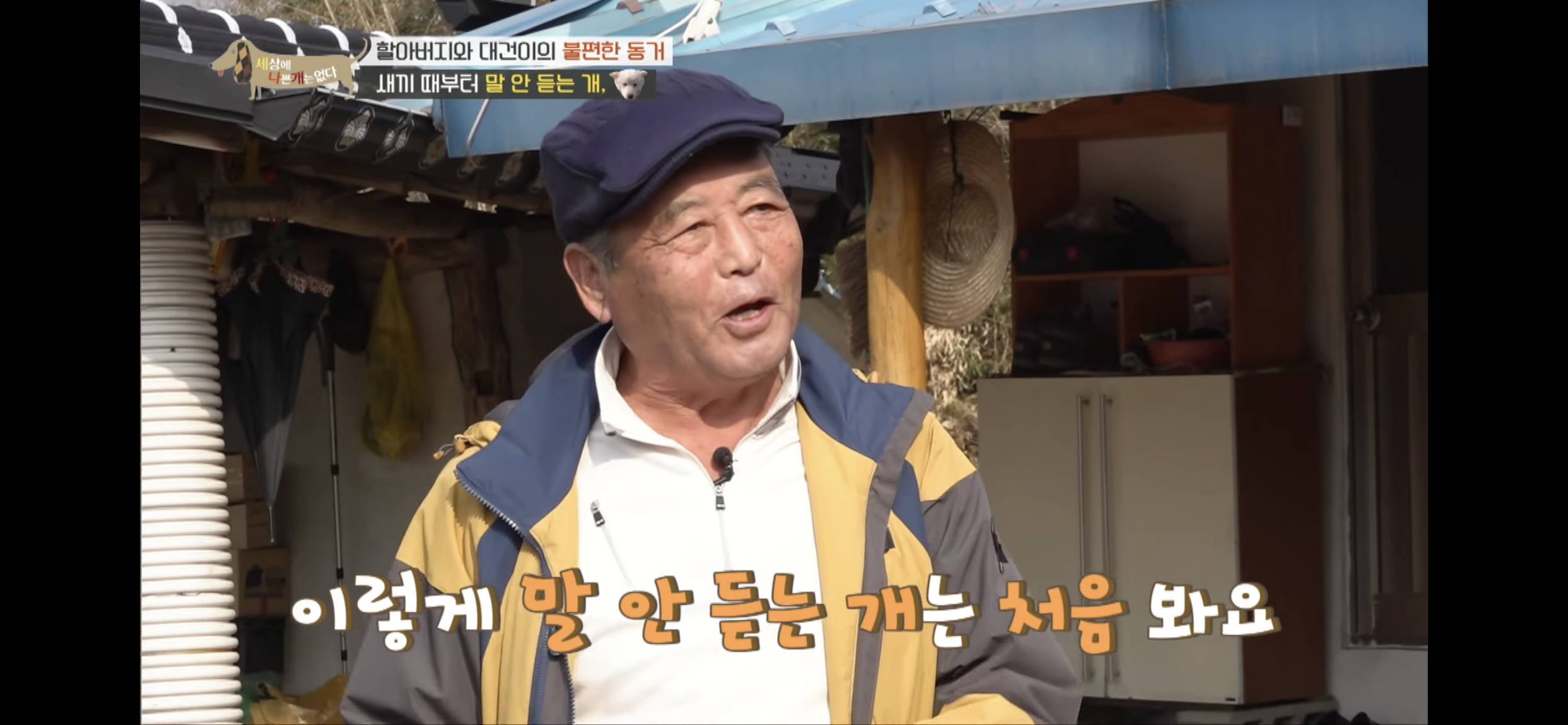 [세나개] 주인 할아버지를 무서워하는 들개 출신 대건이 | 인스티즈