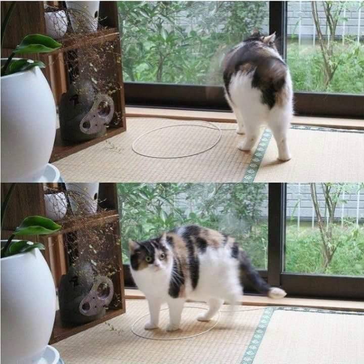 신기한 냥이 종특.jpg | 인스티즈