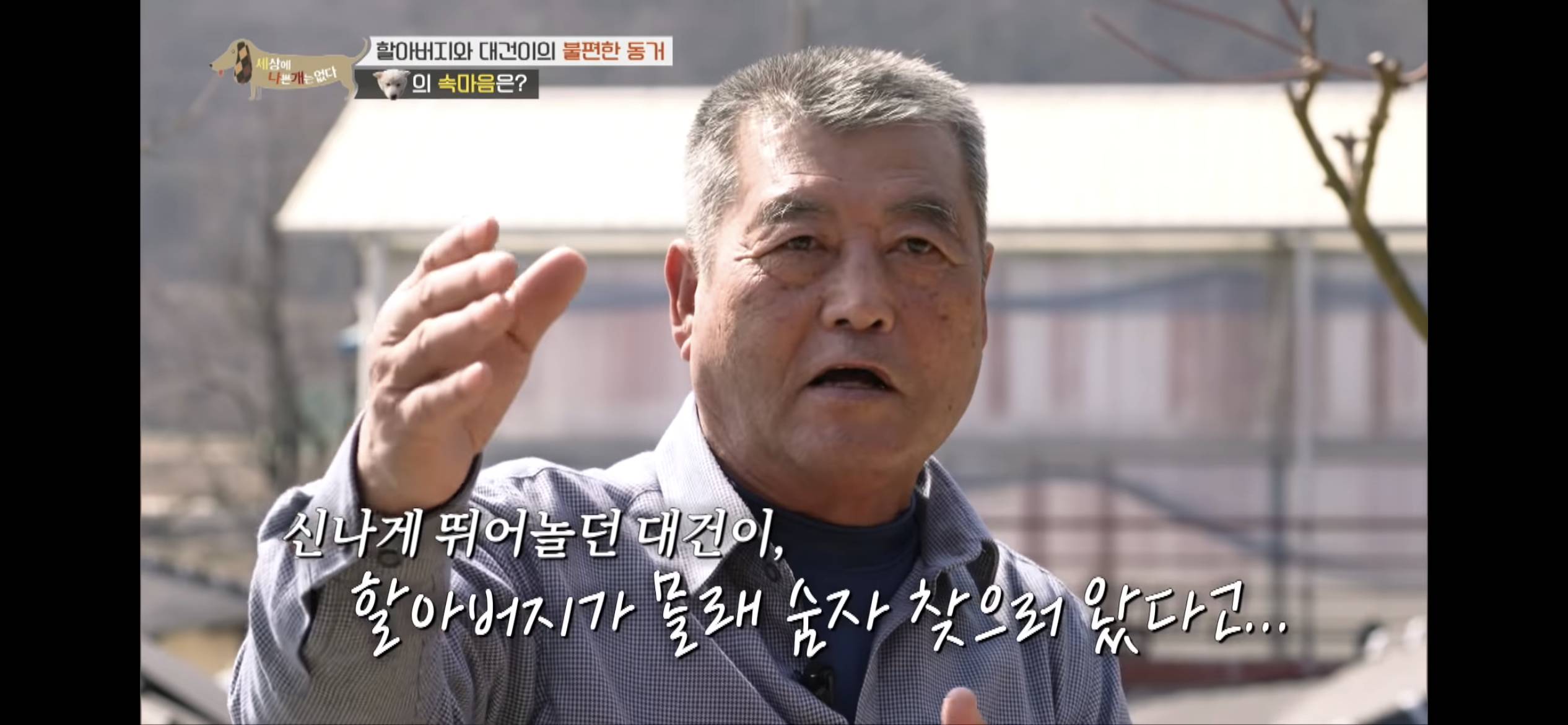 [세나개] 주인 할아버지를 무서워하는 들개 출신 대건이 | 인스티즈