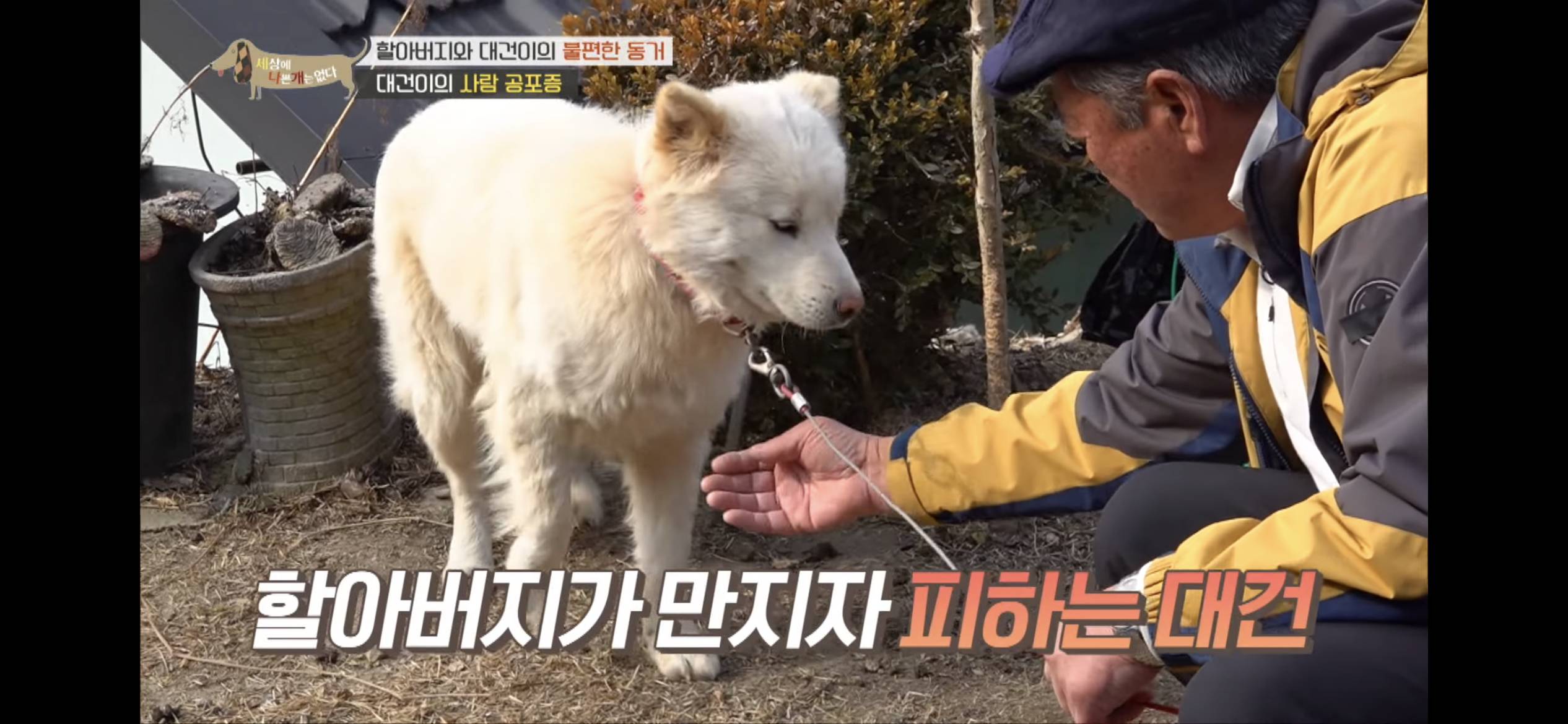 [세나개] 주인 할아버지를 무서워하는 들개 출신 대건이 | 인스티즈