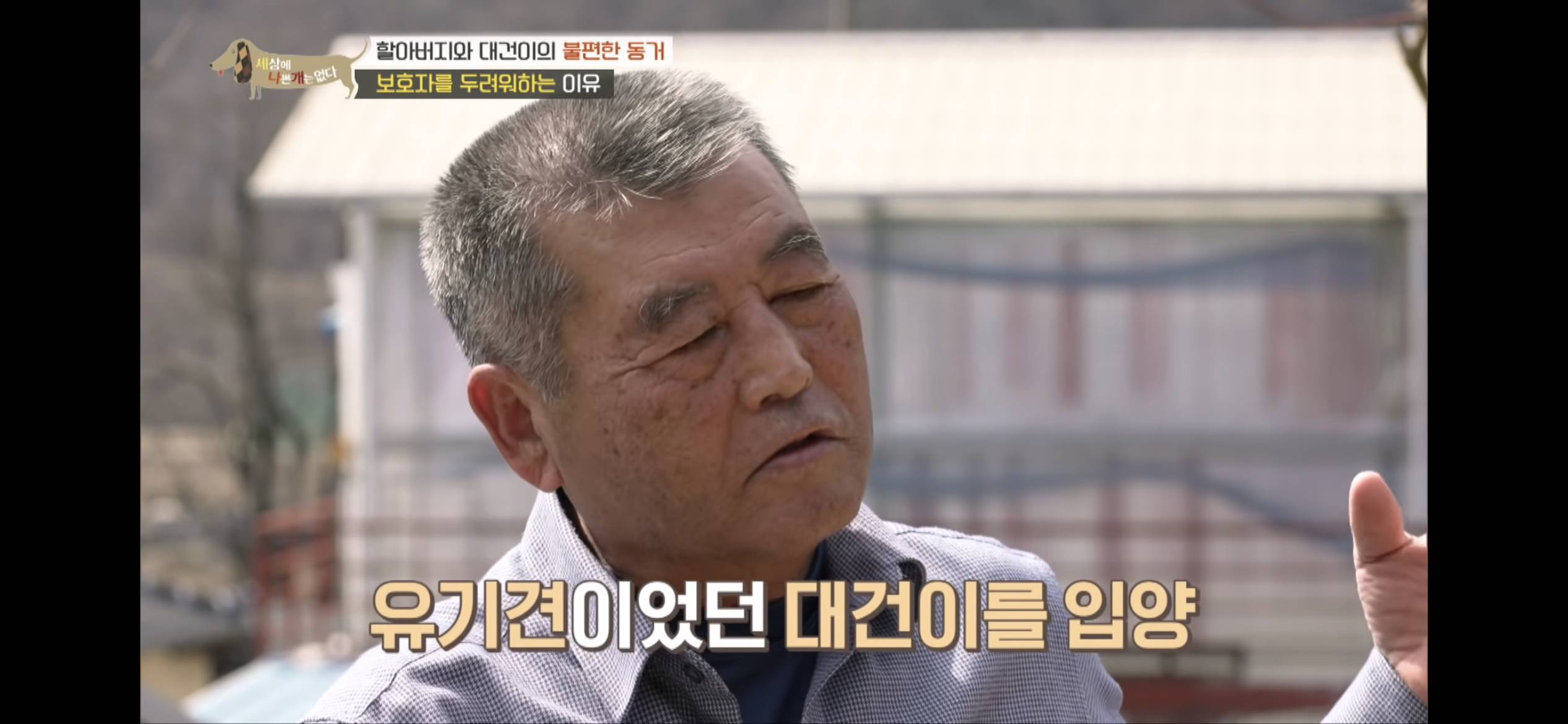 [세나개] 주인 할아버지를 무서워하는 들개 출신 대건이 | 인스티즈