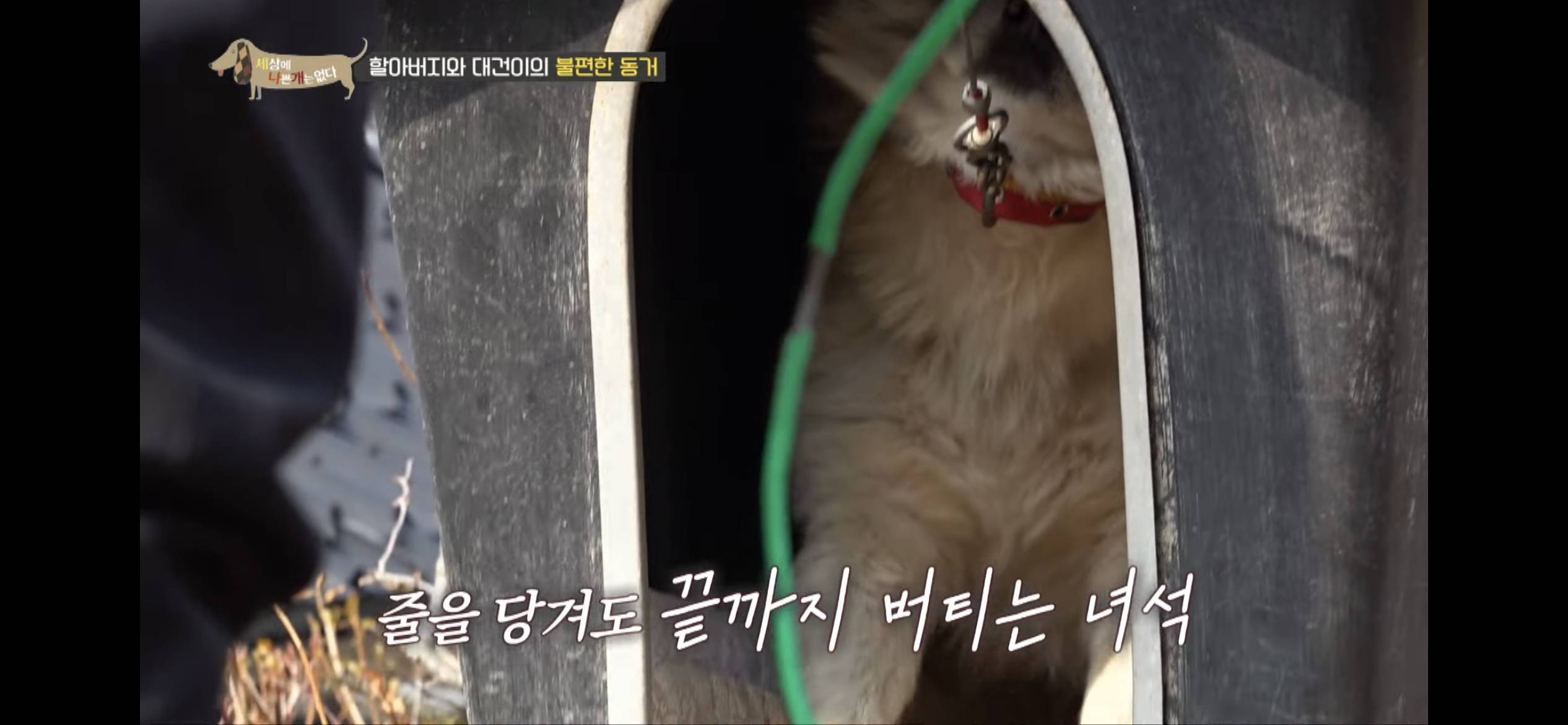 [세나개] 주인 할아버지를 무서워하는 들개 출신 대건이 | 인스티즈