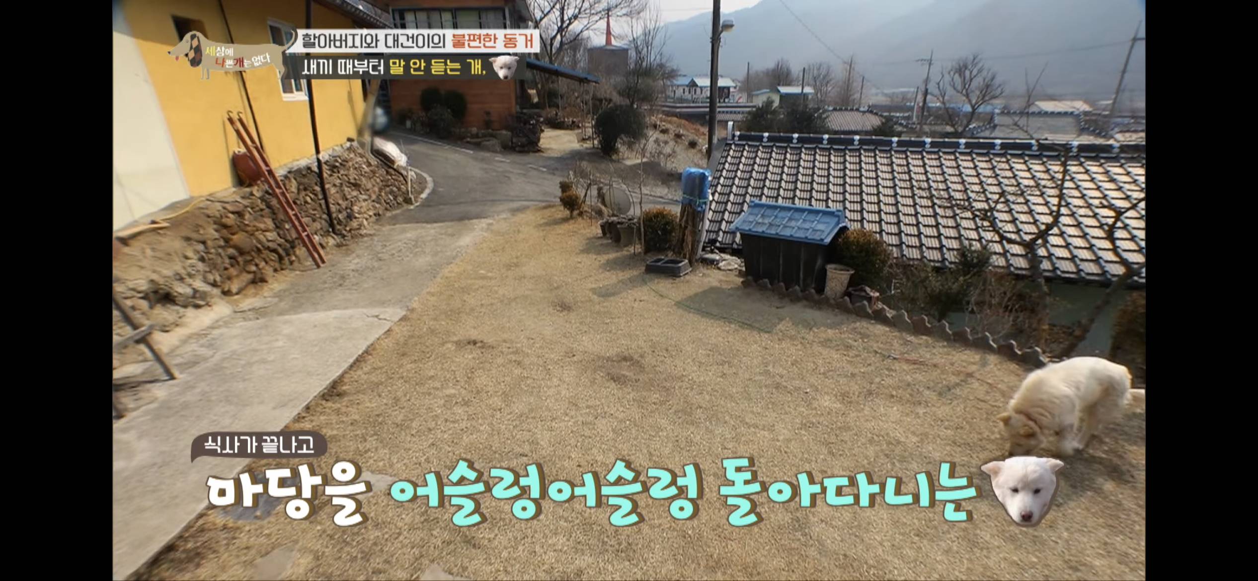 [세나개] 주인 할아버지를 무서워하는 들개 출신 대건이 | 인스티즈