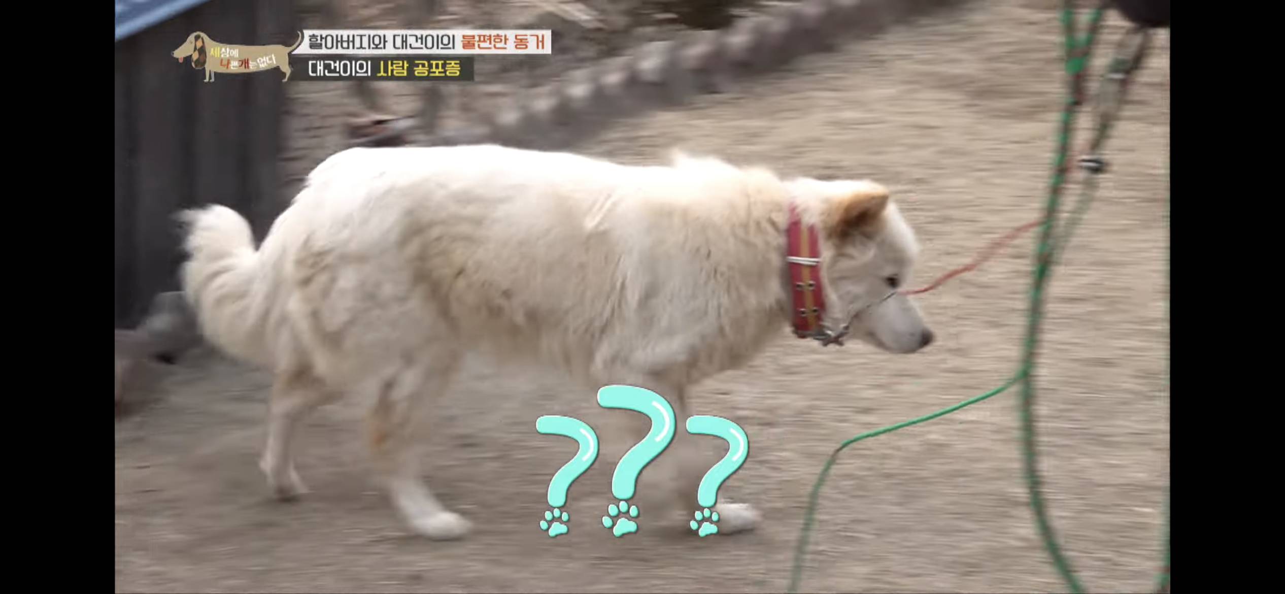 [세나개] 주인 할아버지를 무서워하는 들개 출신 대건이 | 인스티즈