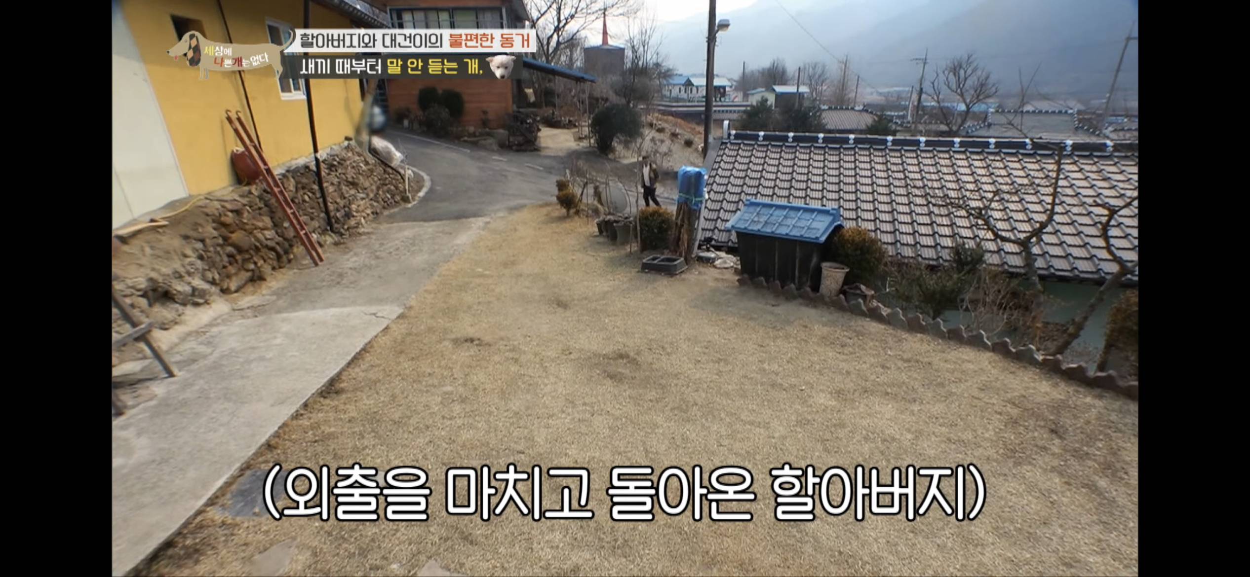[세나개] 주인 할아버지를 무서워하는 들개 출신 대건이 | 인스티즈