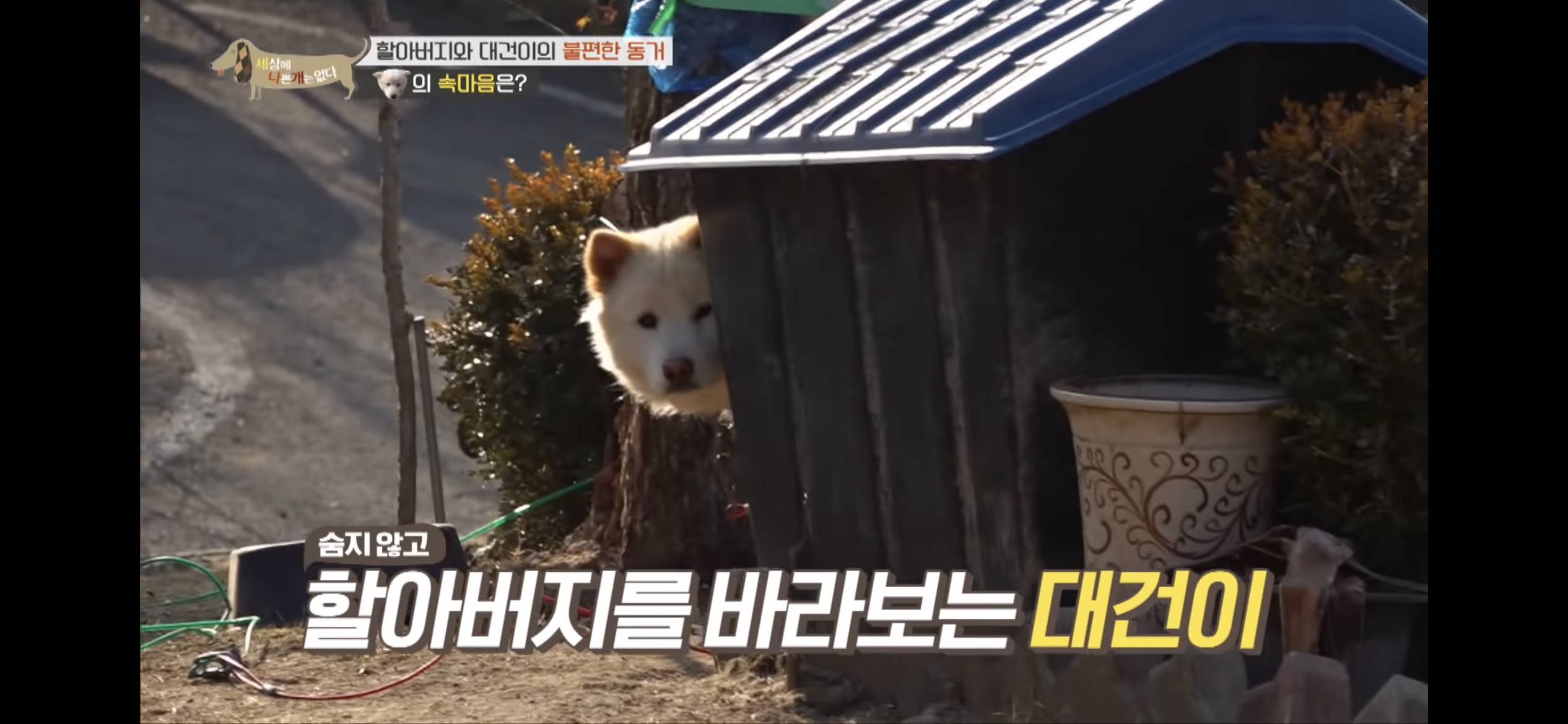 [세나개] 주인 할아버지를 무서워하는 들개 출신 대건이 | 인스티즈