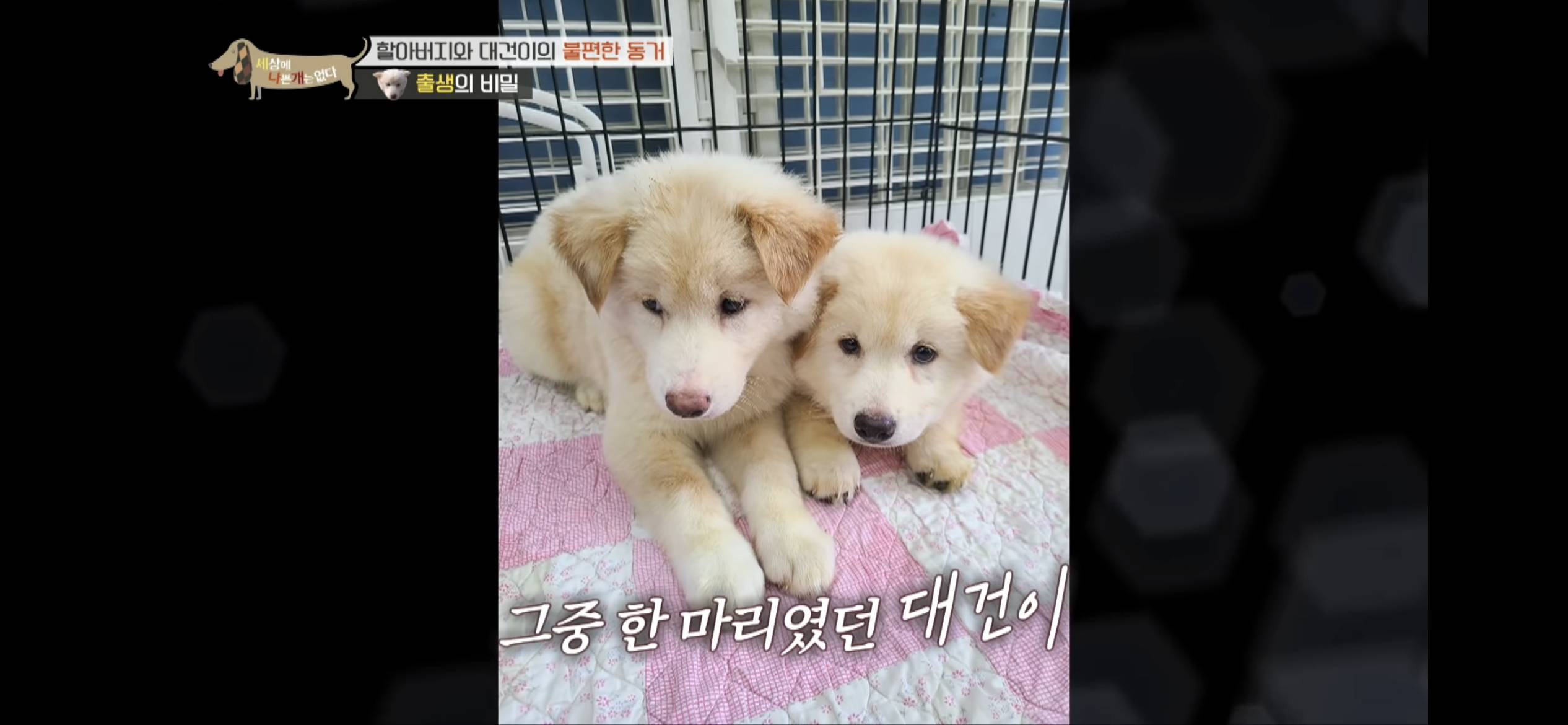 [세나개] 주인 할아버지를 무서워하는 들개 출신 대건이 | 인스티즈