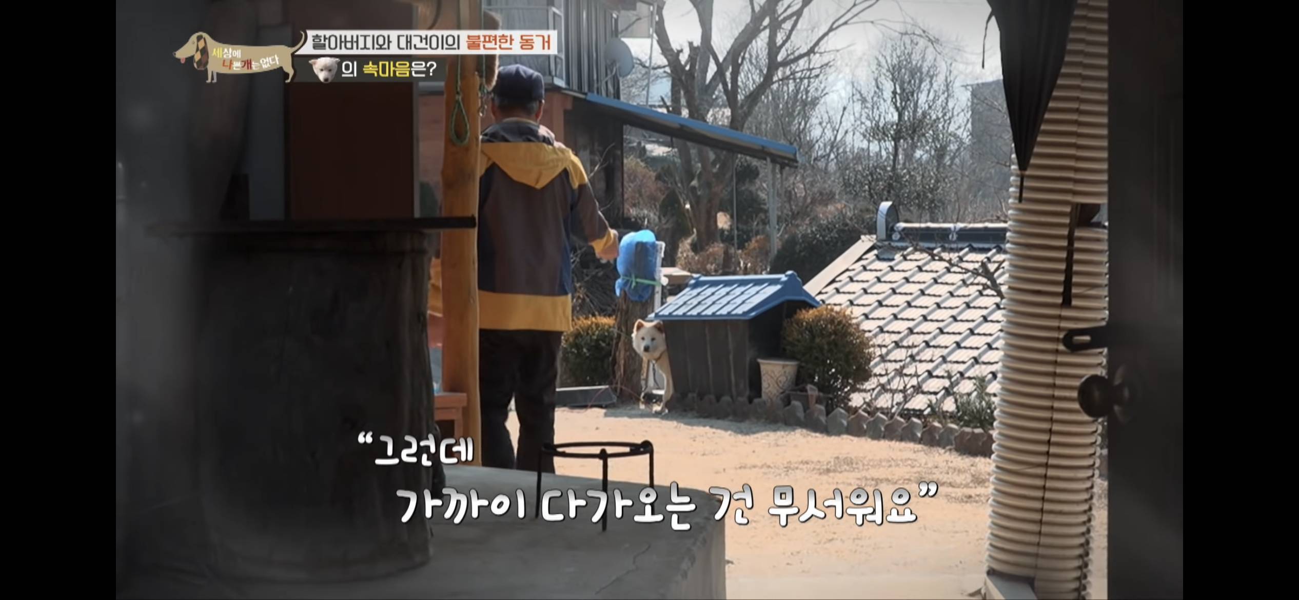 [세나개] 주인 할아버지를 무서워하는 들개 출신 대건이 | 인스티즈