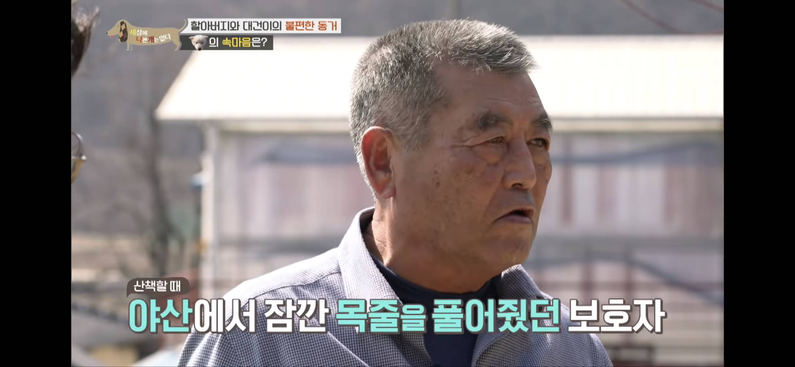 [세나개] 주인 할아버지를 무서워하는 들개 출신 대건이 | 인스티즈